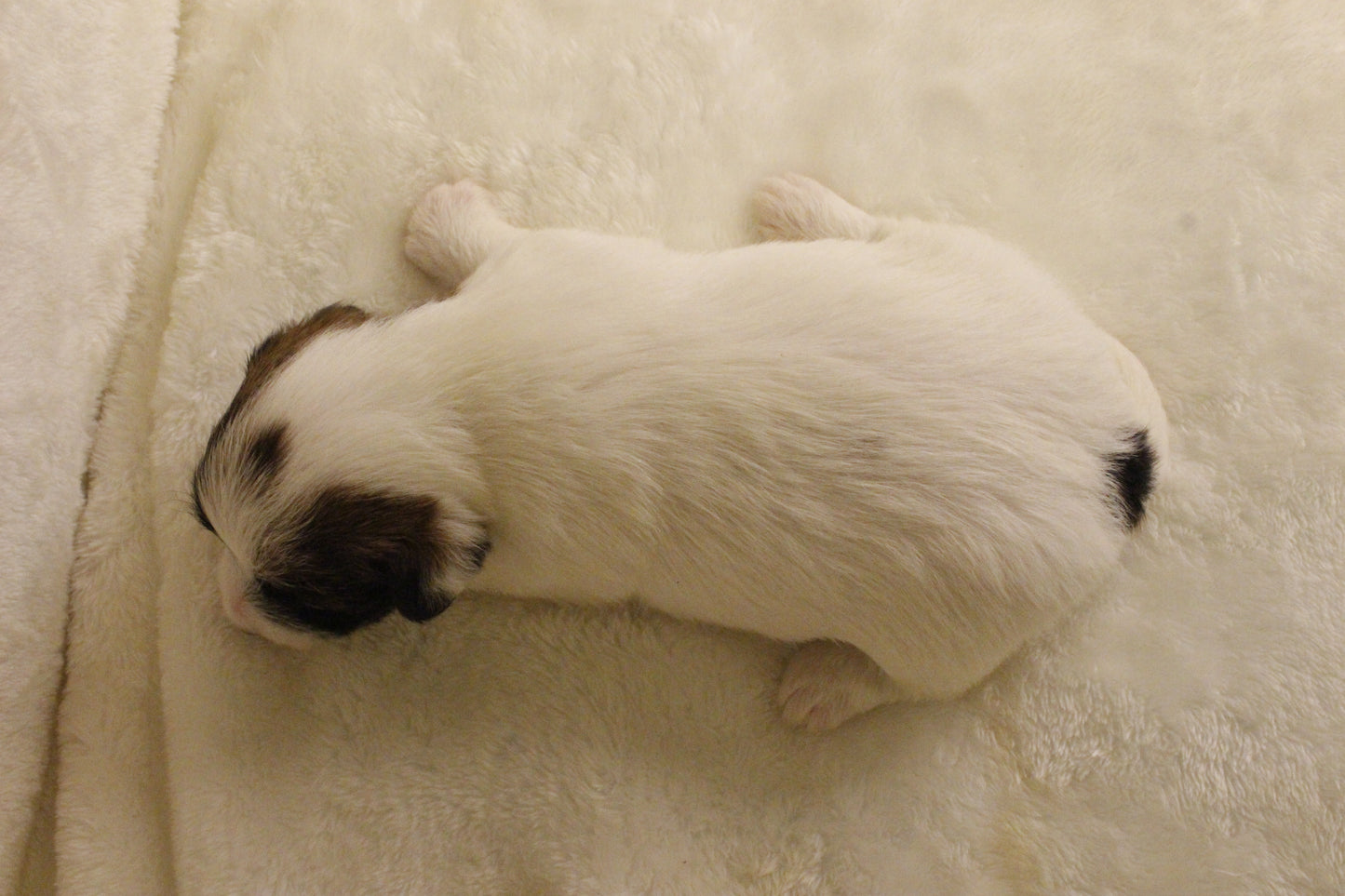 ブランベビー⑤ 女の子