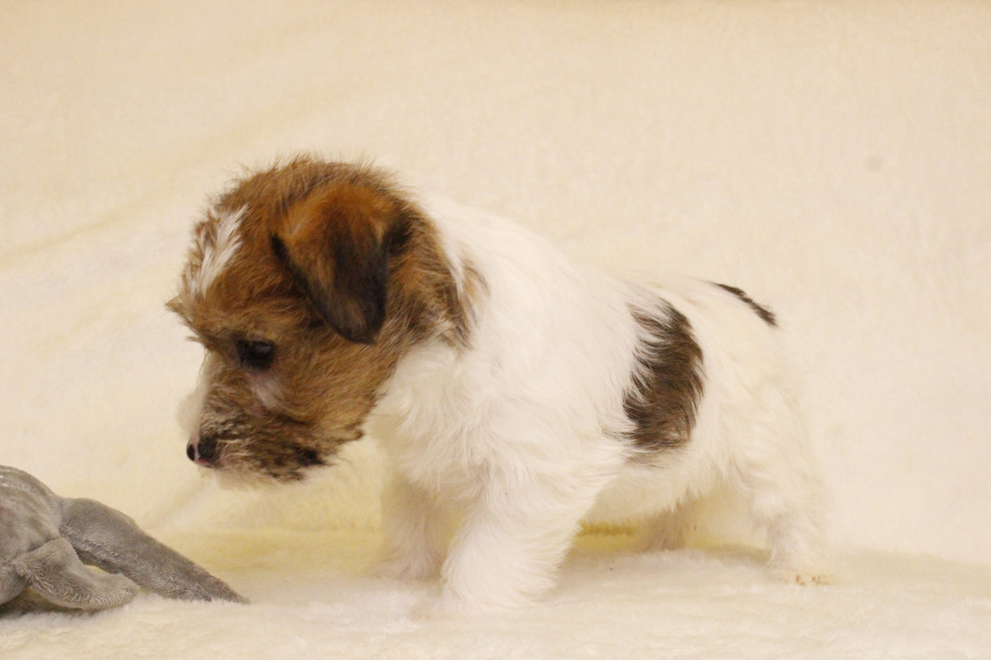 ミルベビー⑤ 女の子