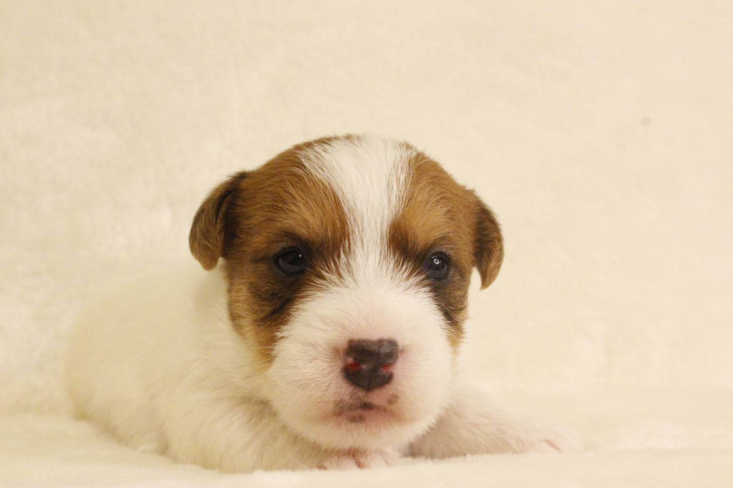 ブランベビー① 男の子