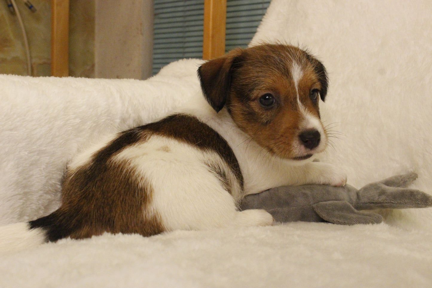 ブランベビー④ 男の子