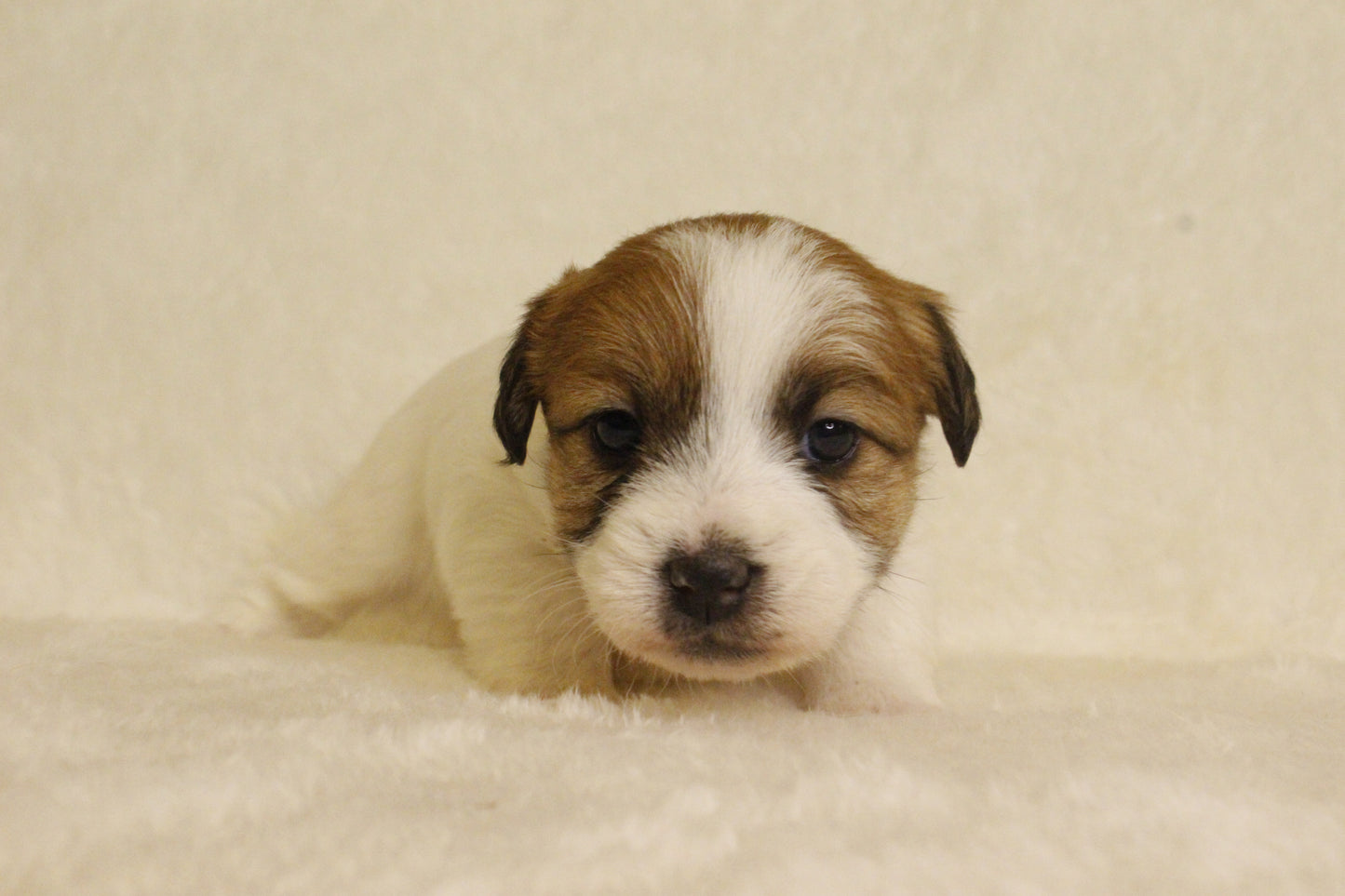 キキベビー④ 女の子