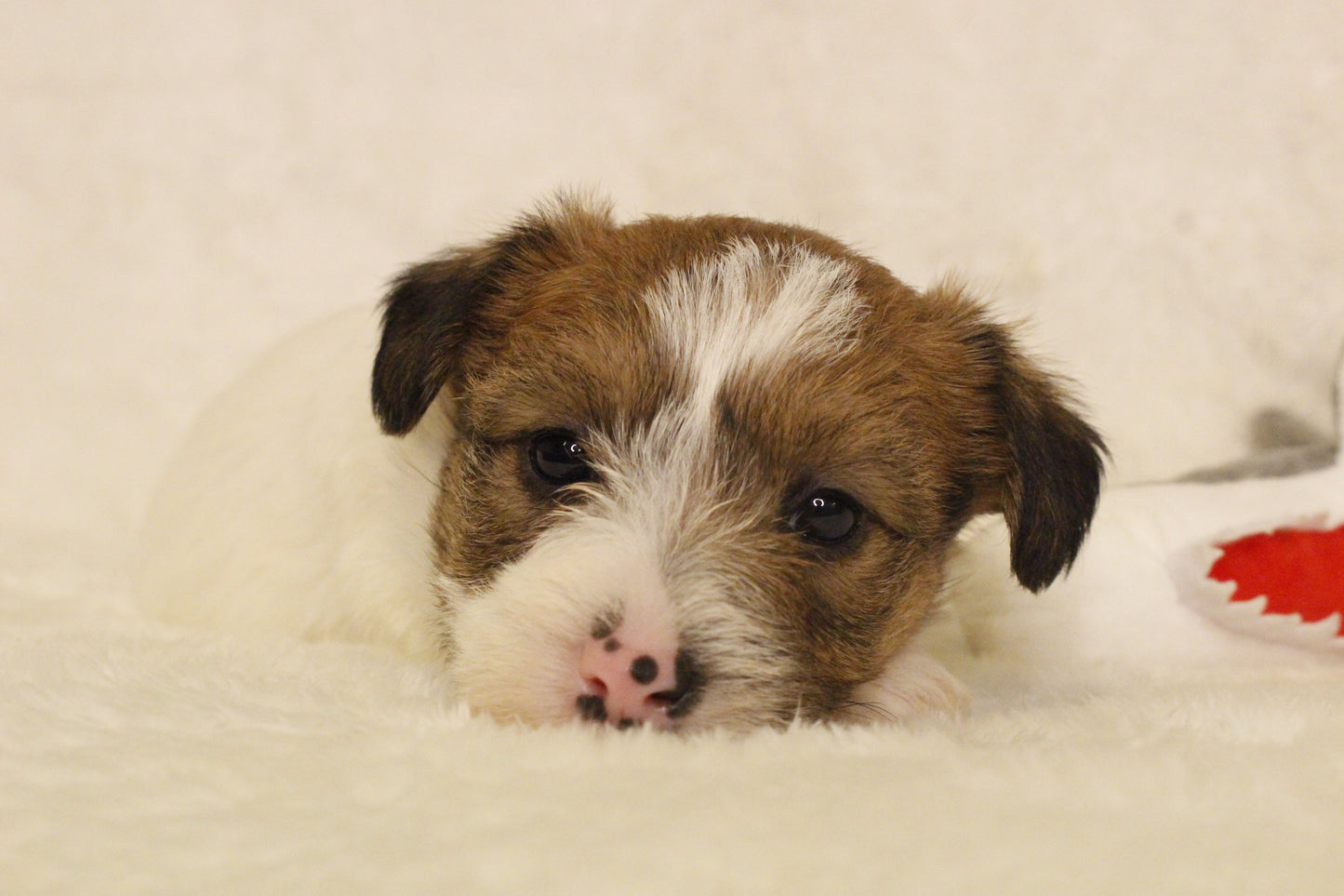 ミルベビー⑤ 女の子