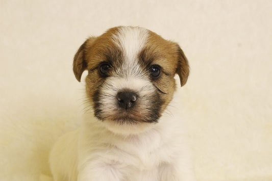 キキベビー③ 男の子