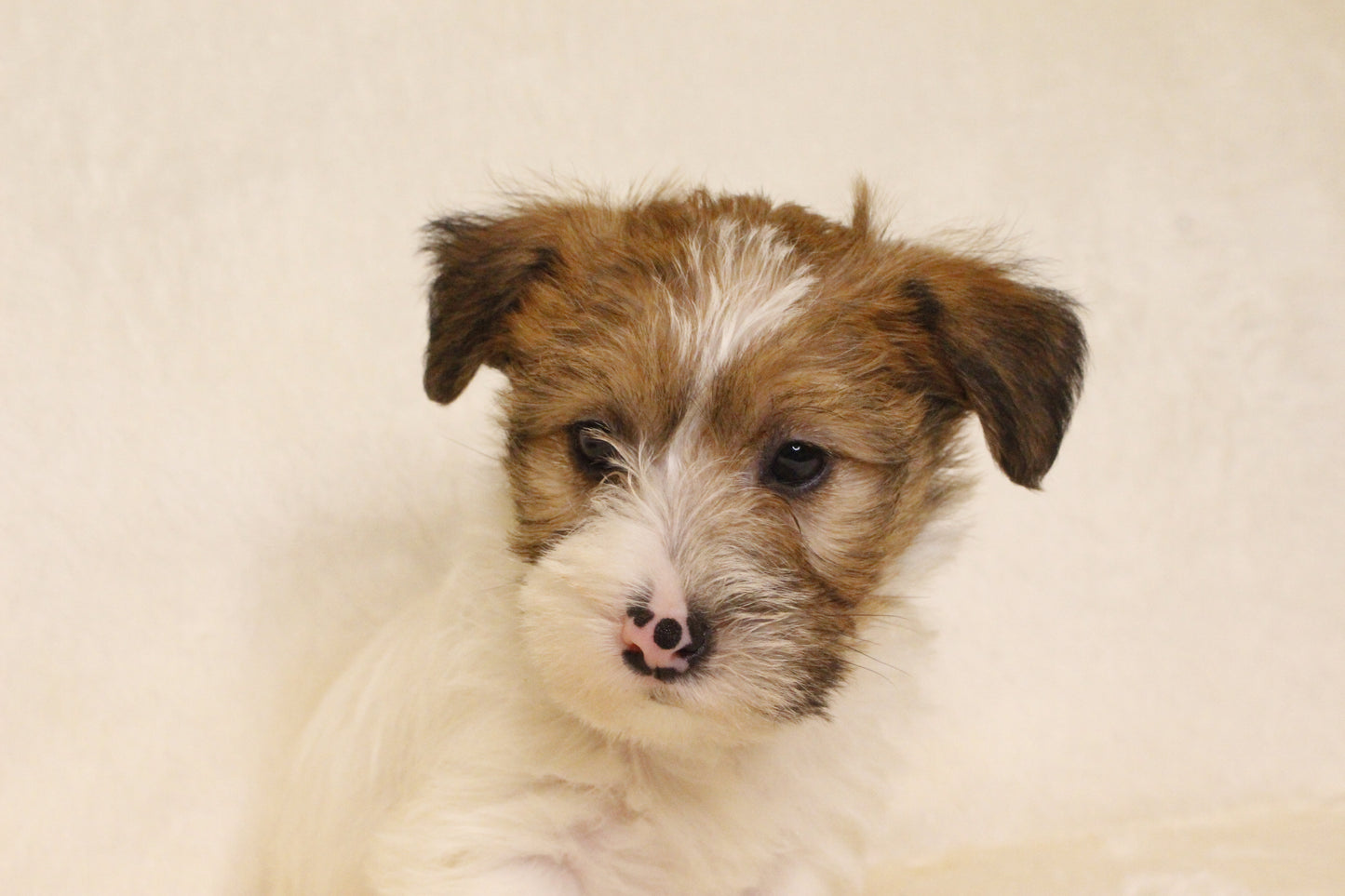 ミルベビー⑤ 女の子