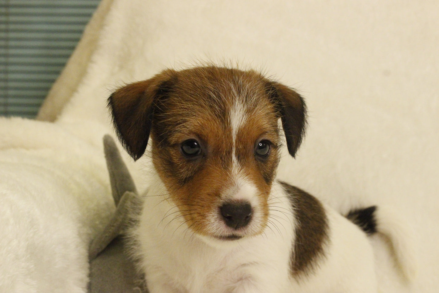 ブランベビー④ 男の子