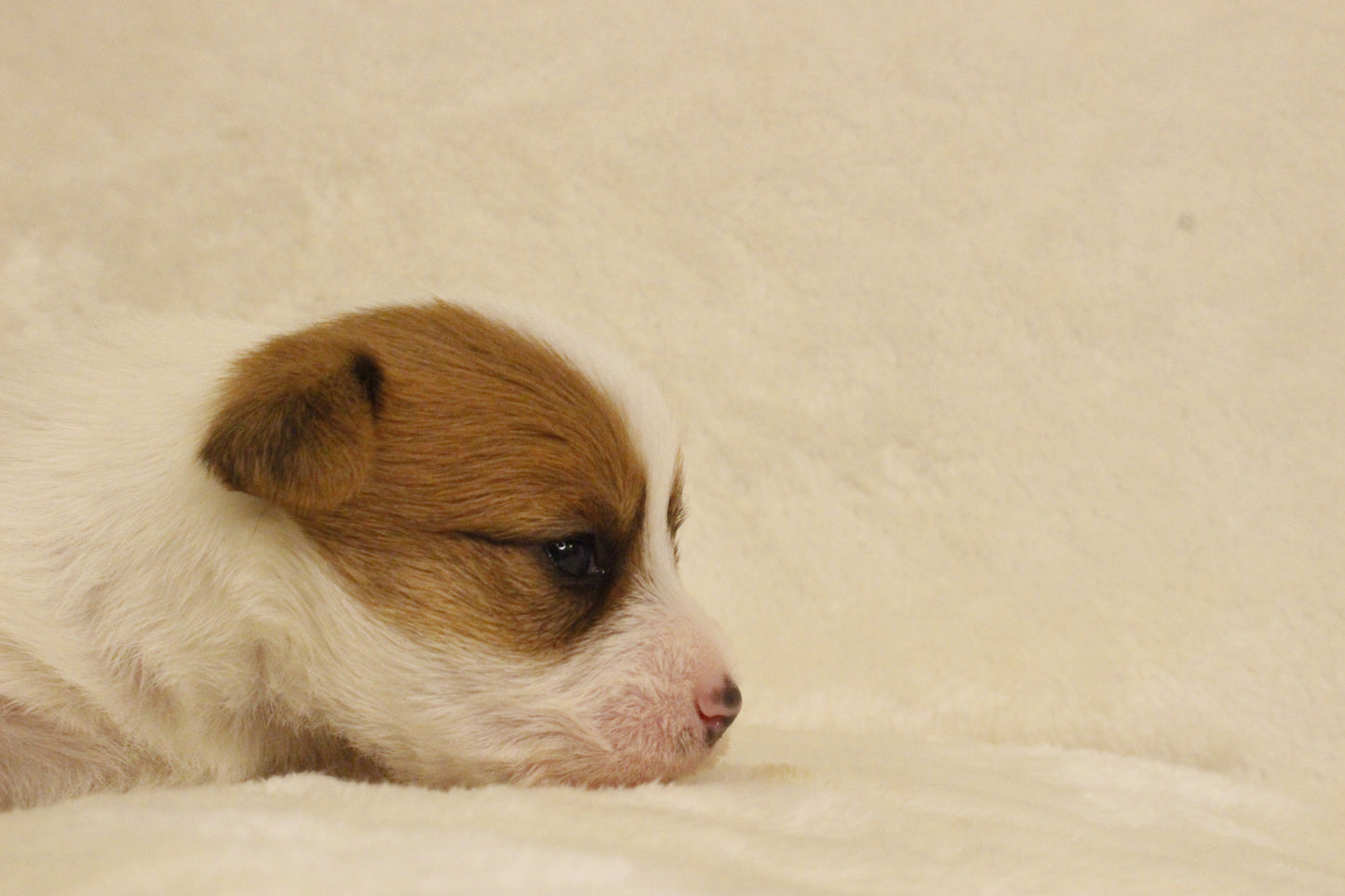 ブランベビー③ 女の子