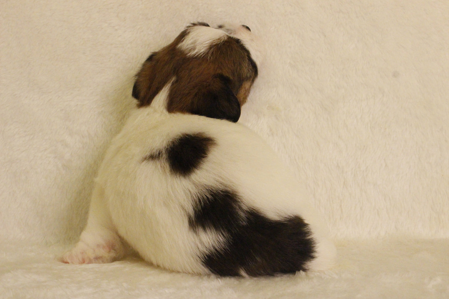 ミルベビー① 男の子