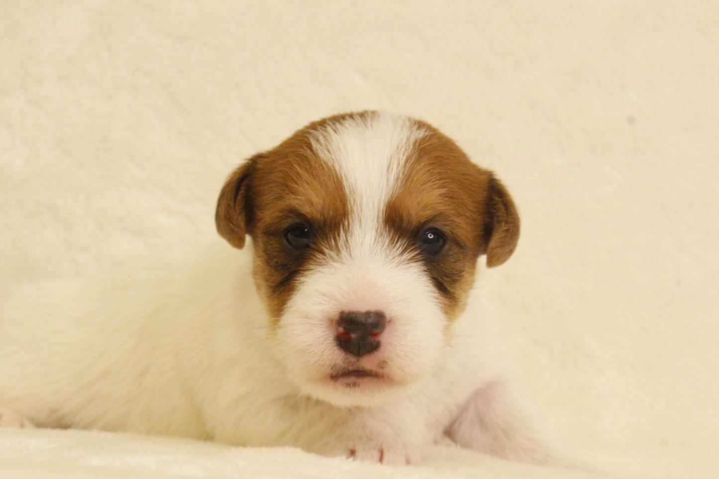 ブランベビー① 男の子