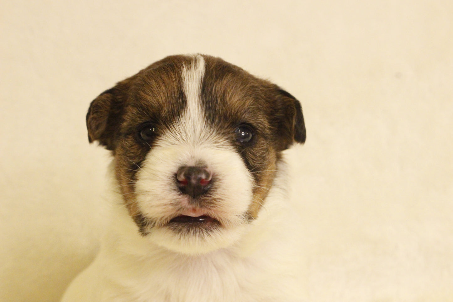 ミルベビー③ 女の子