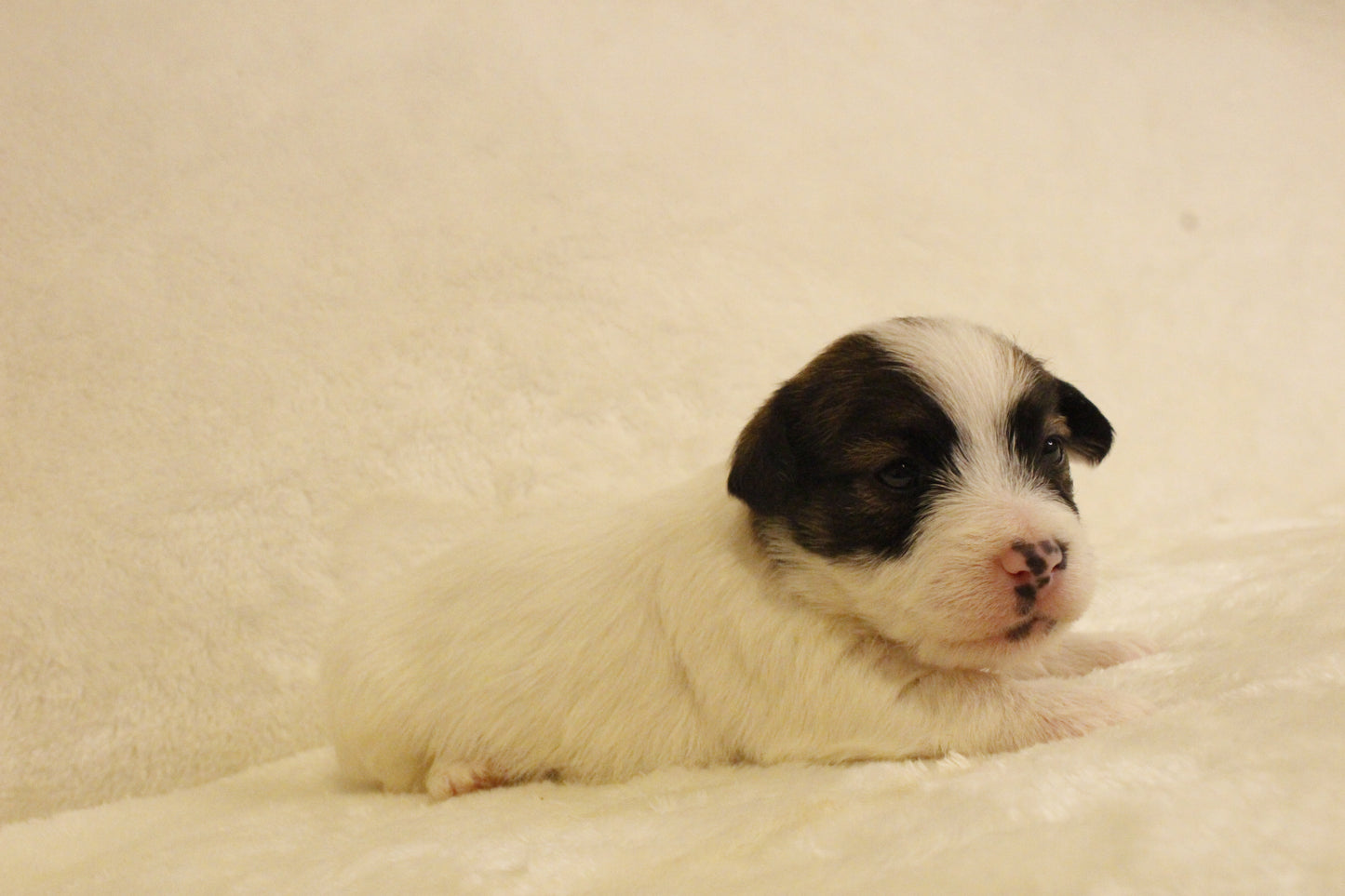 ブランベビー⑤ 女の子