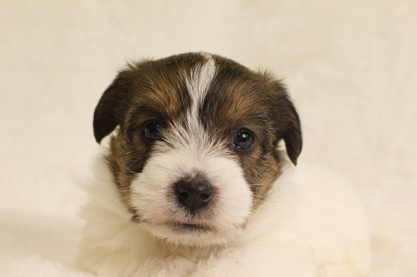 ミルベビー③ 女の子