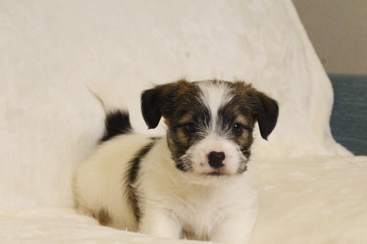 マロンベビー① 男の子