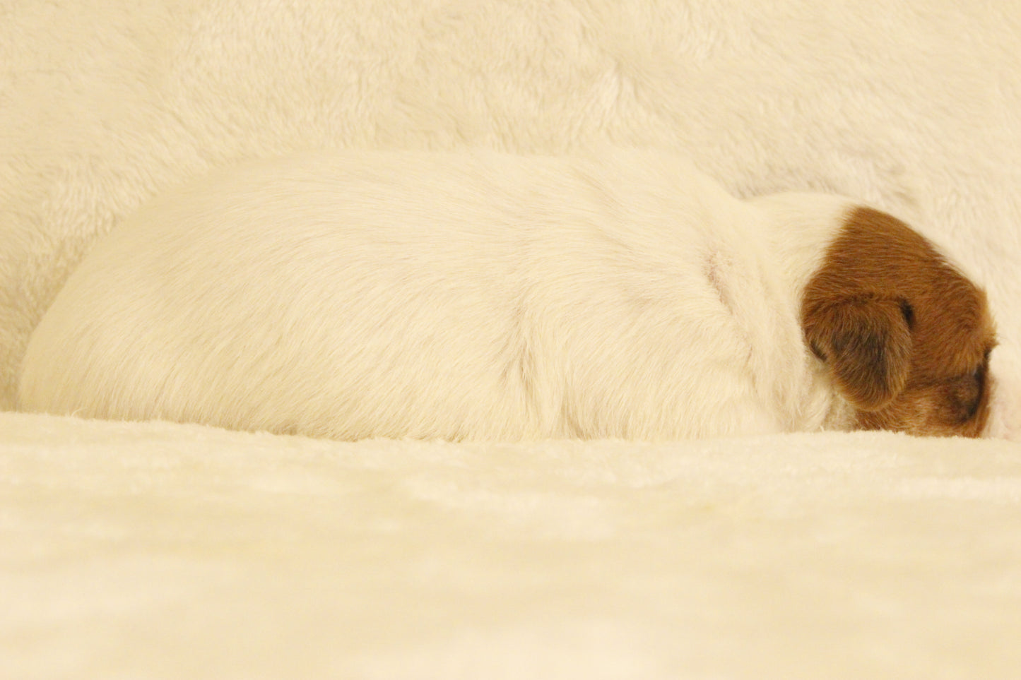 ブランベビー① 男の子