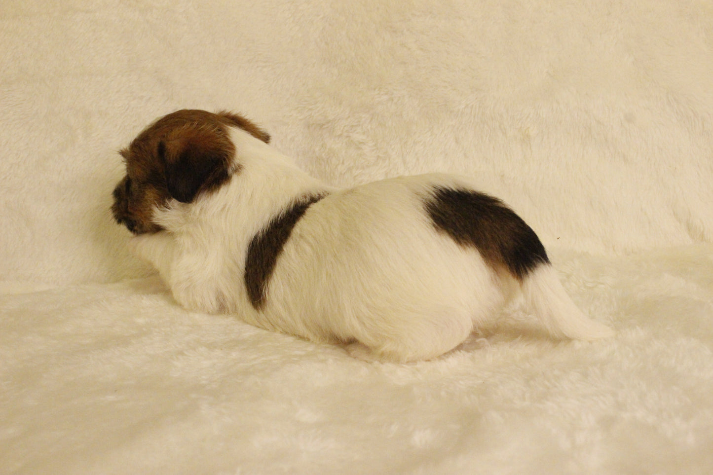 ミルベビー⑤ 女の子