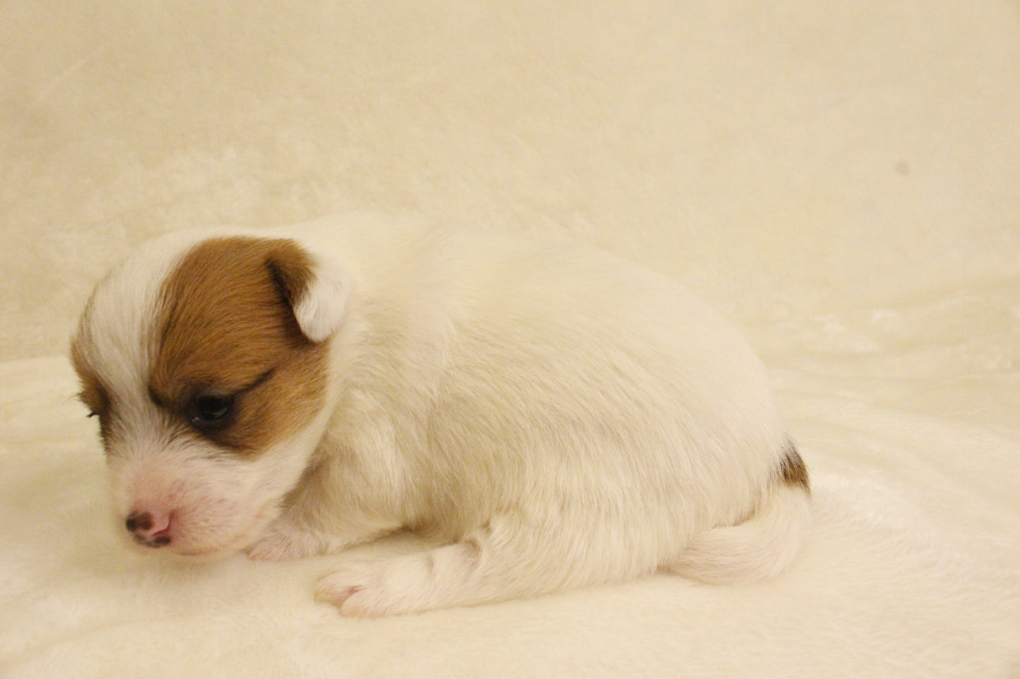 ブランベビー③ 女の子