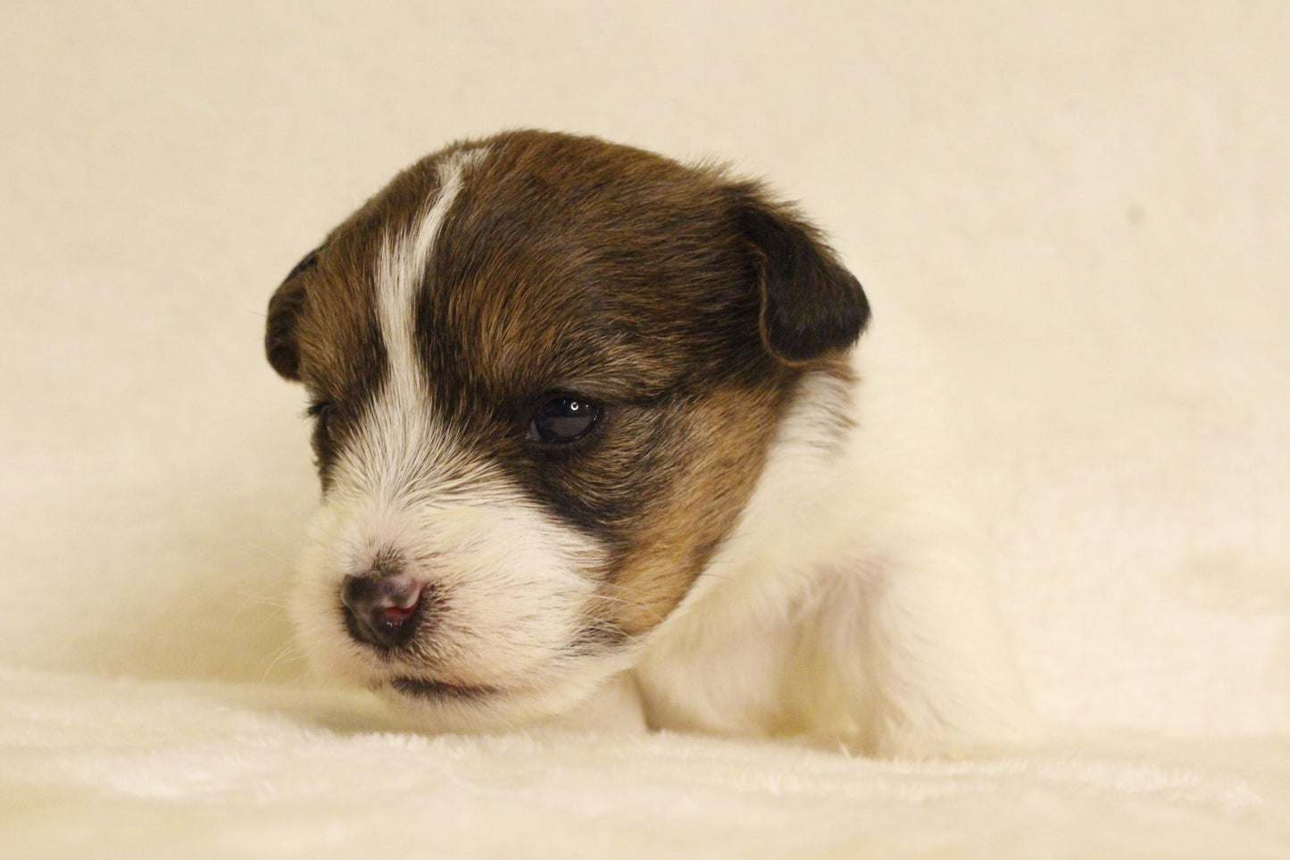 ミルベビー③ 女の子