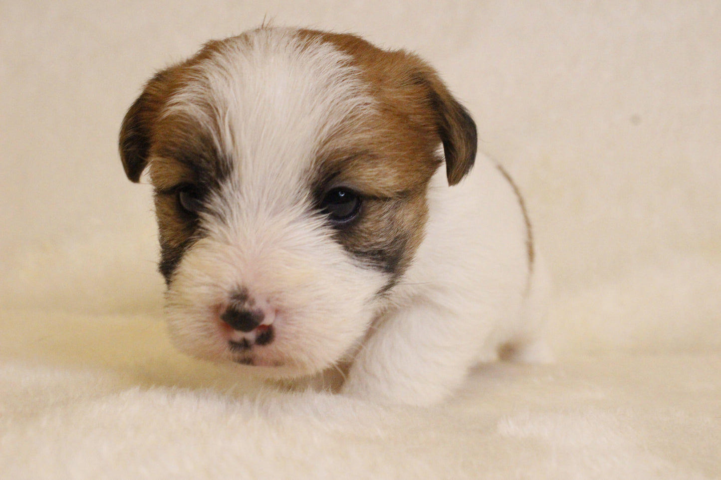 キキベビー① 男の子