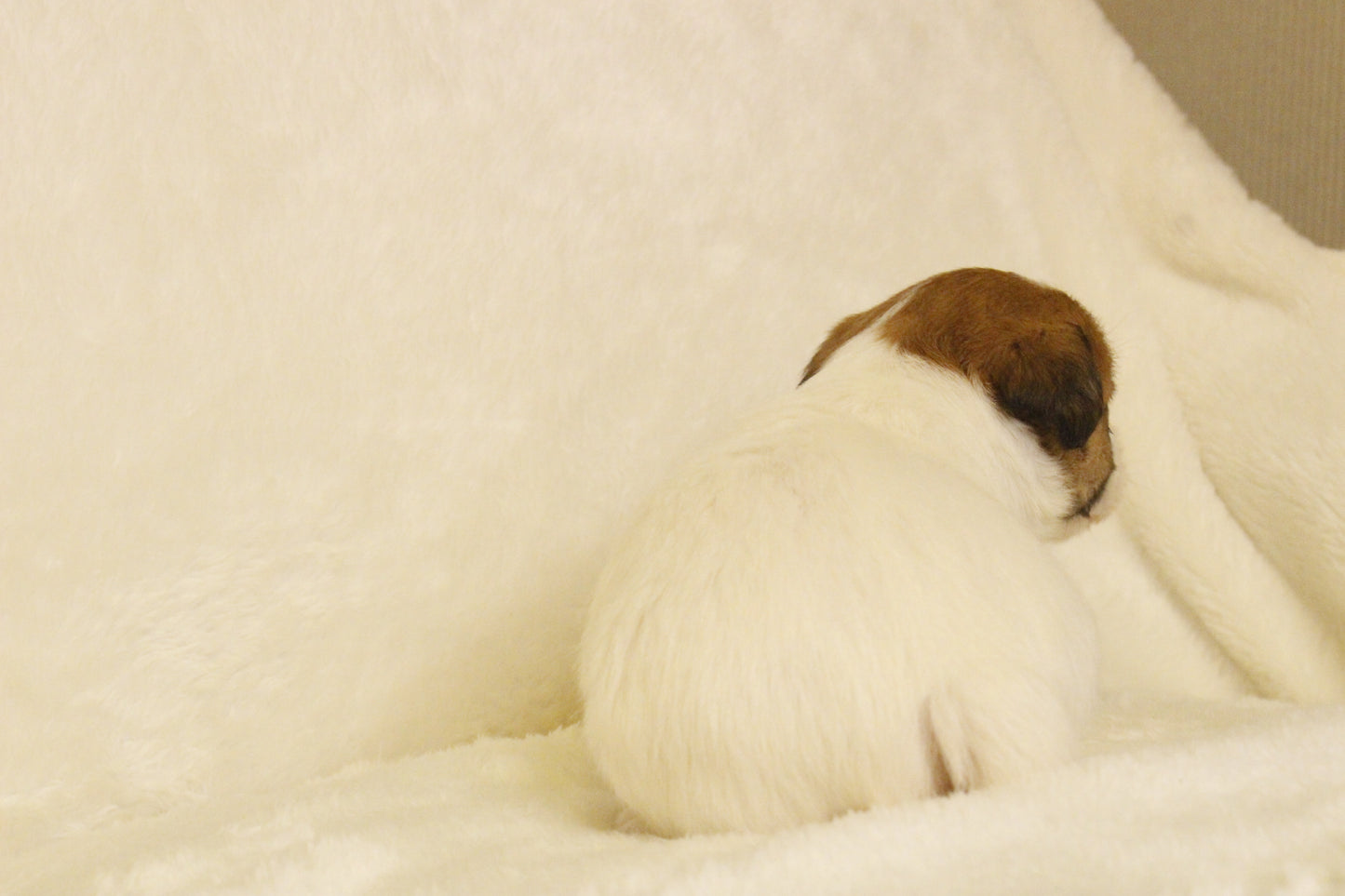 キキベビー④ 女の子