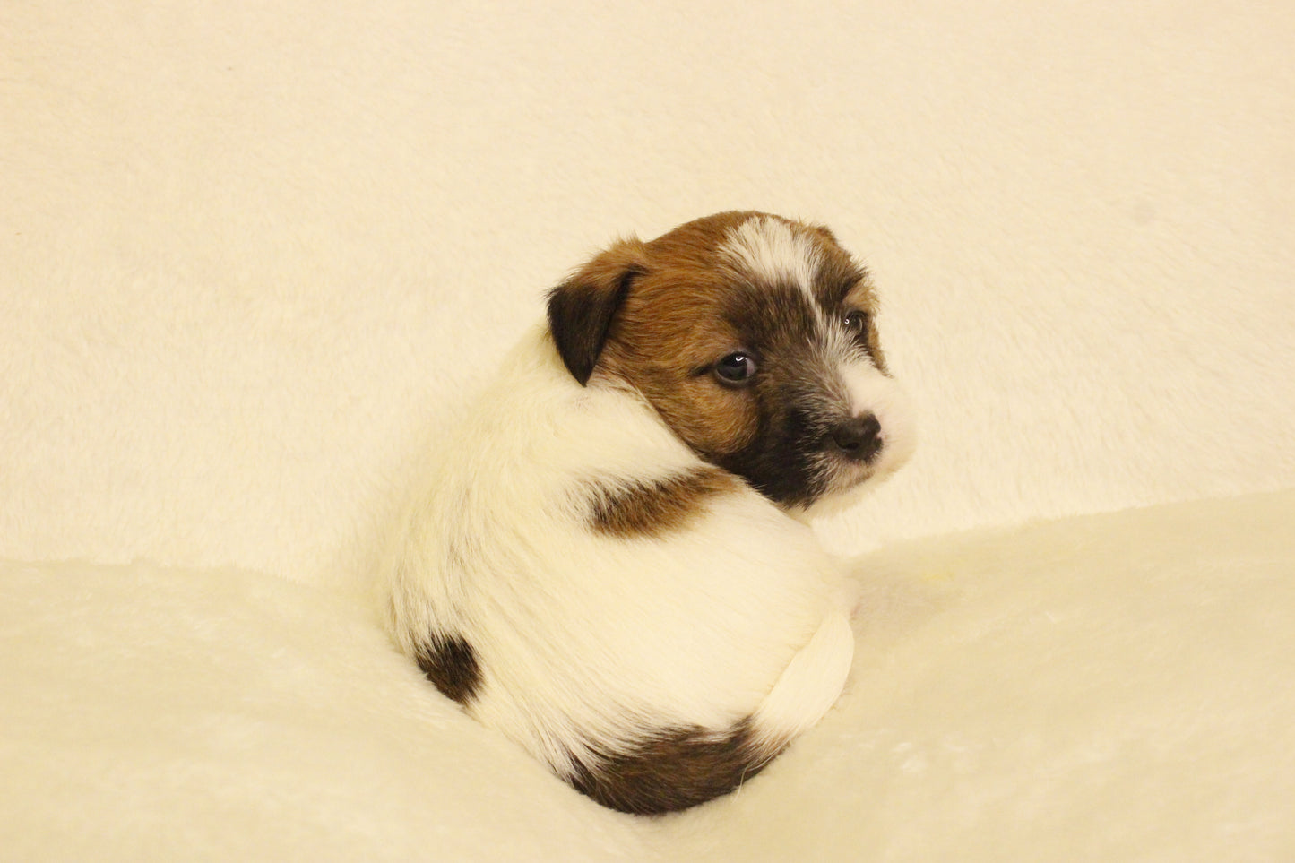 ミルベビー② 男の子