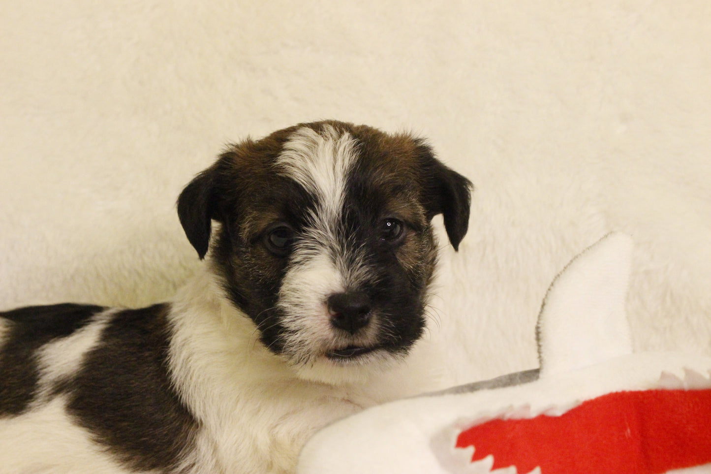 ミルベビー④ 男の子