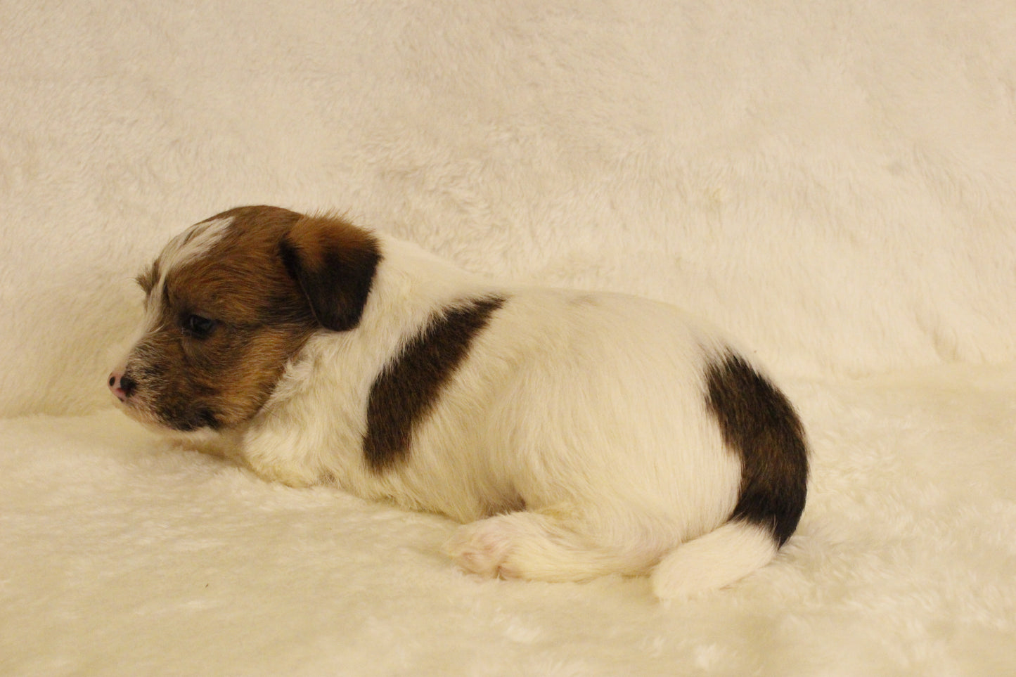 ミルベビー⑤ 女の子