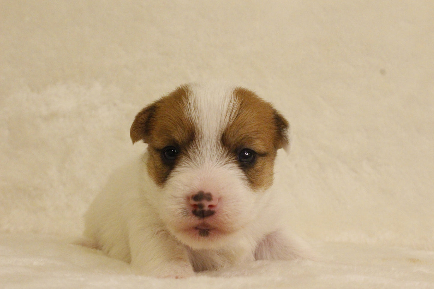 ブランベビー③ 女の子