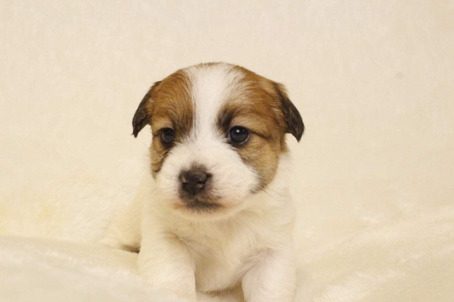 キキベビー④ 女の子