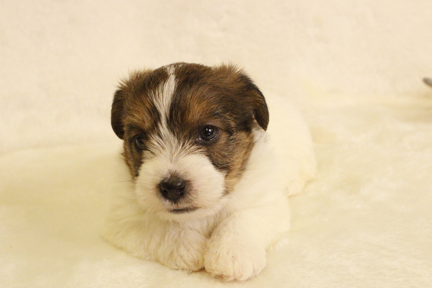 ミルベビー③ 女の子