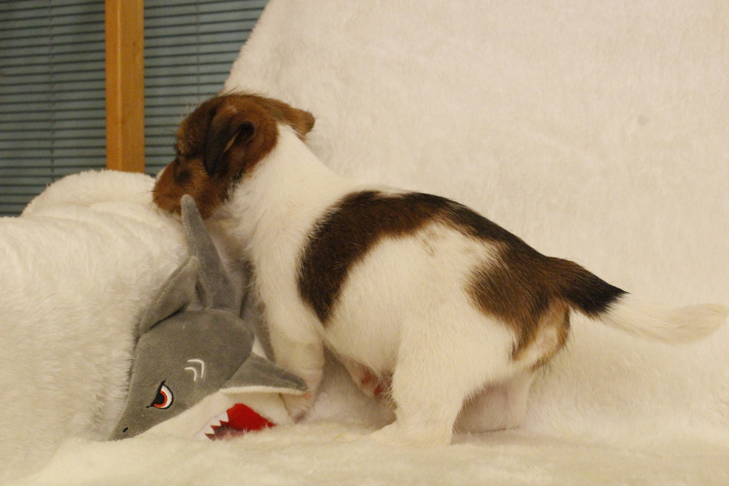 ブランベビー④ 男の子