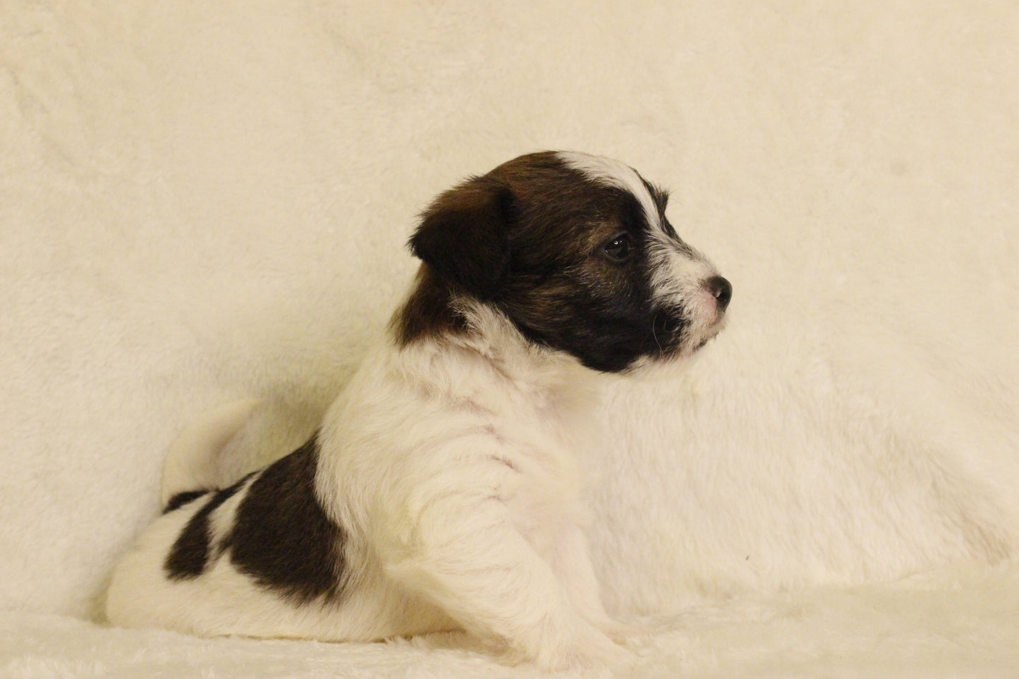 ミルベビー④ 男の子