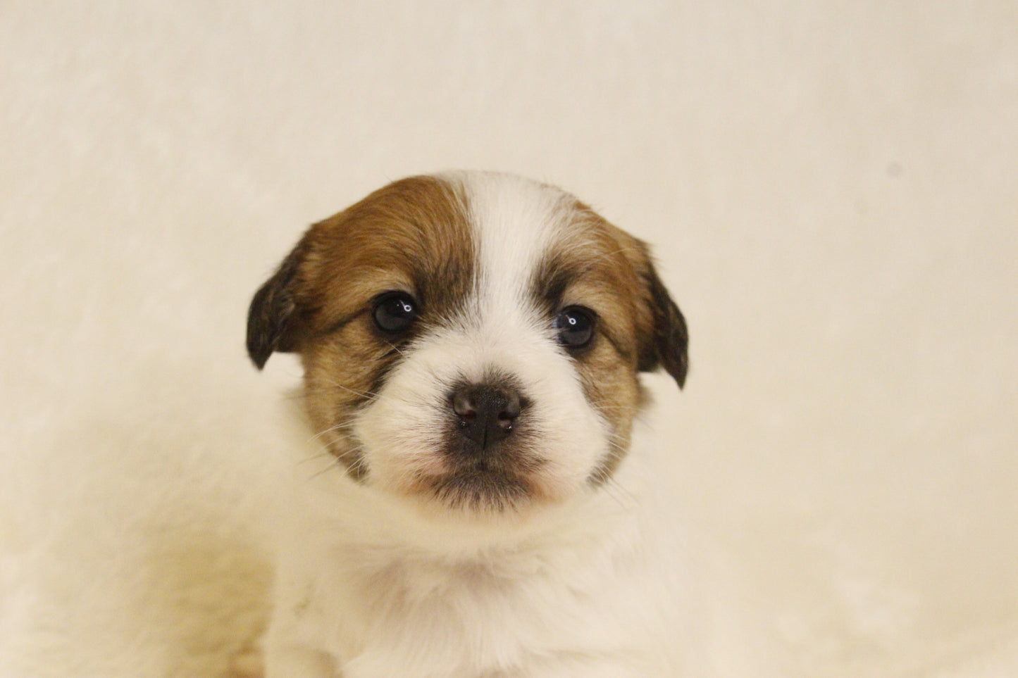 キキベビー④ 女の子