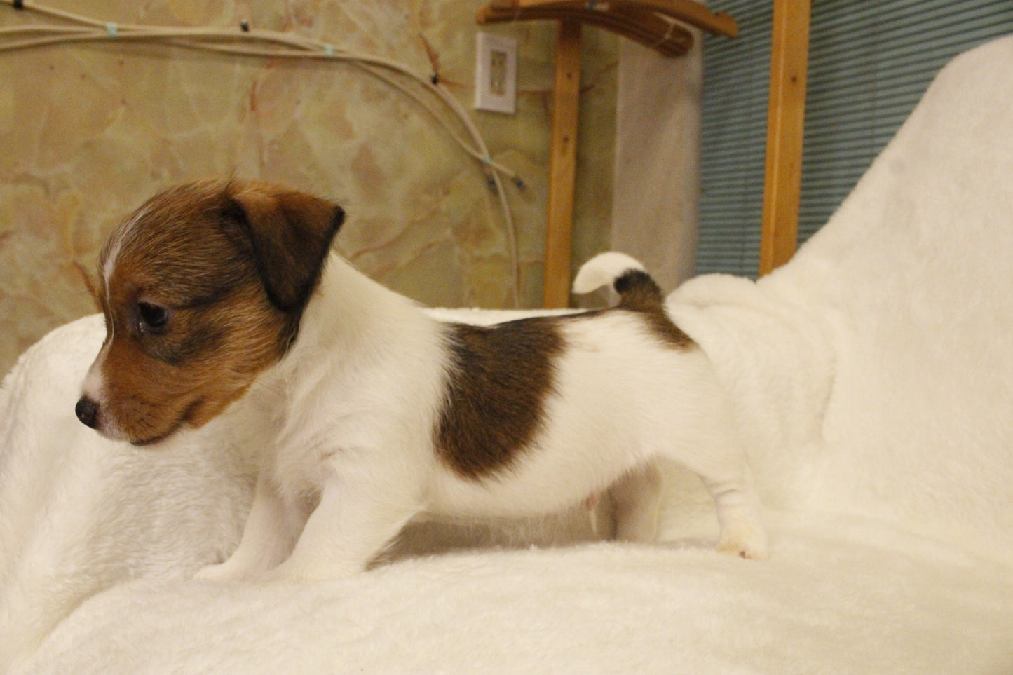 ブランベビー④ 男の子