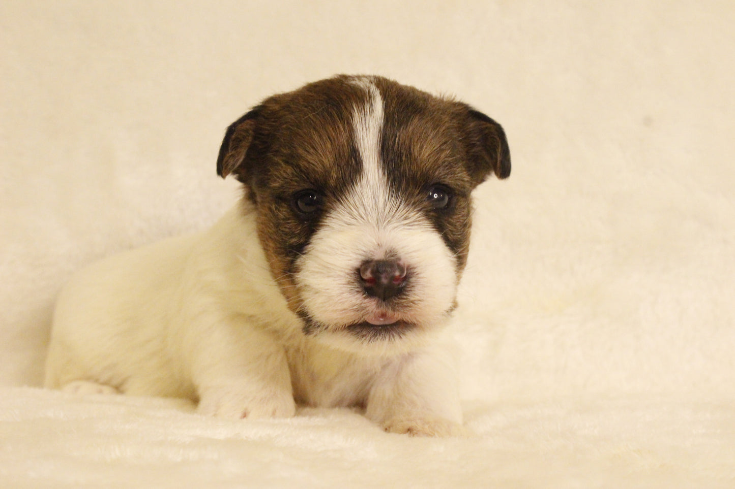 ミルベビー③ 女の子