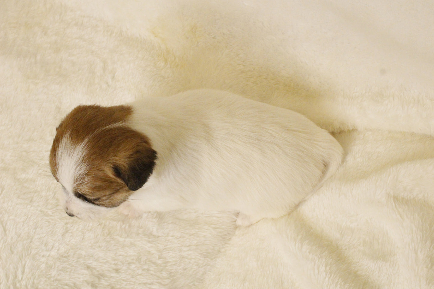 キキベビー④ 女の子