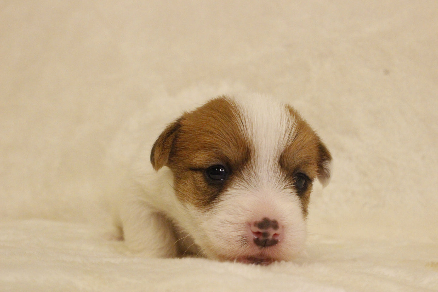 ブランベビー③ 女の子