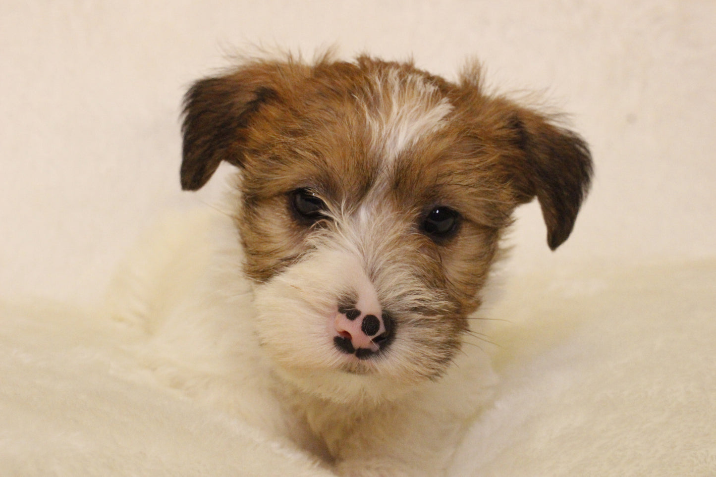 ミルベビー⑤ 女の子