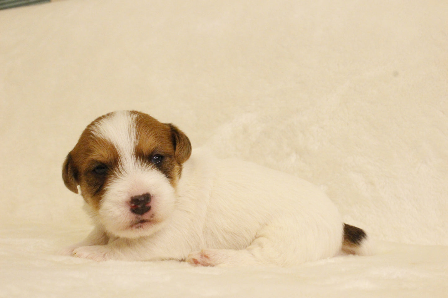 ブランベビー① 男の子