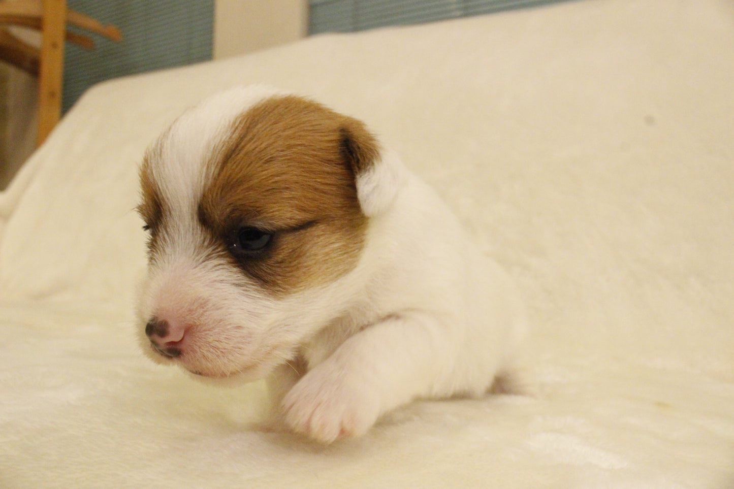 ブランベビー③ 女の子