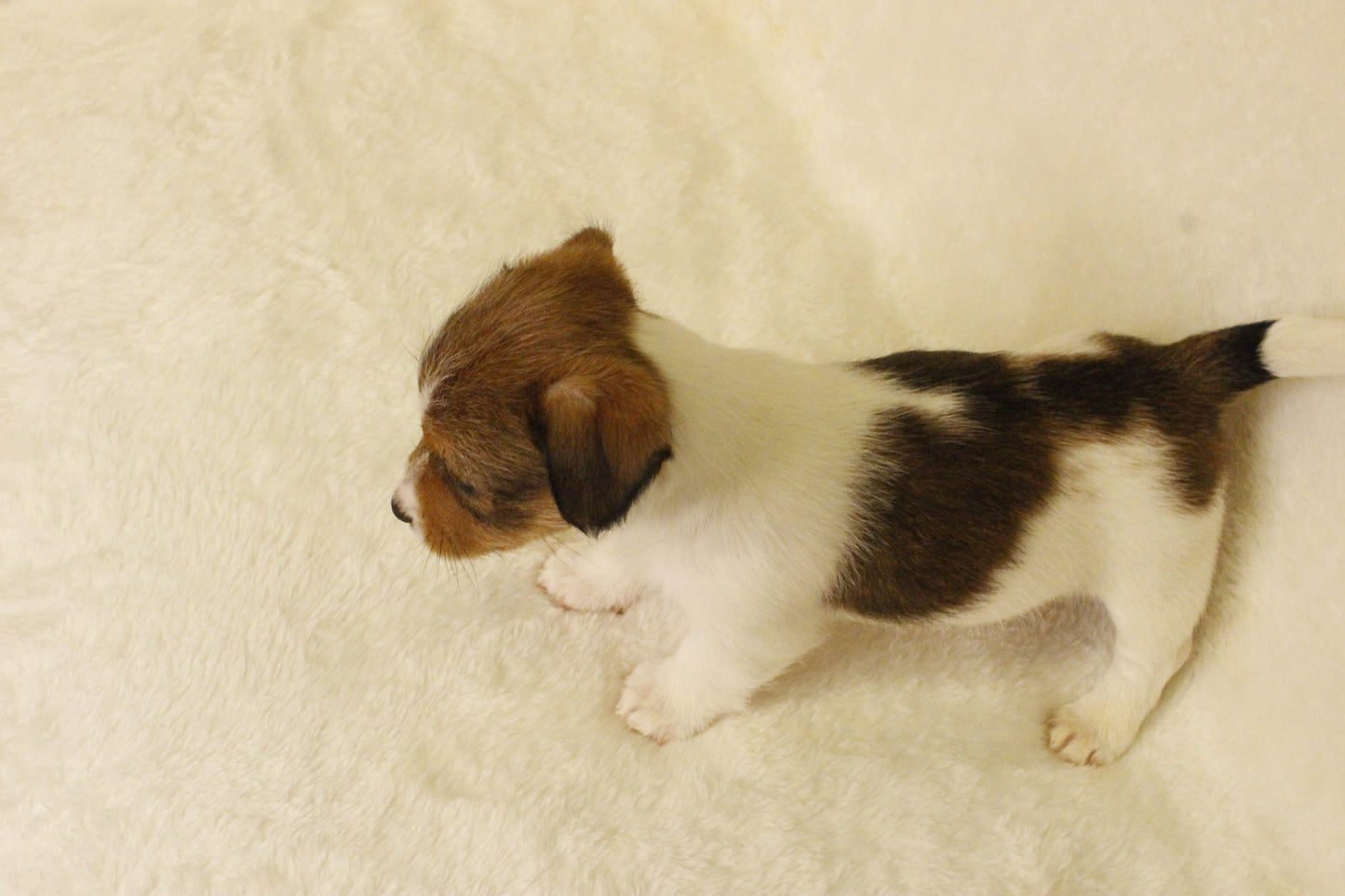 ブランベビー④ 男の子