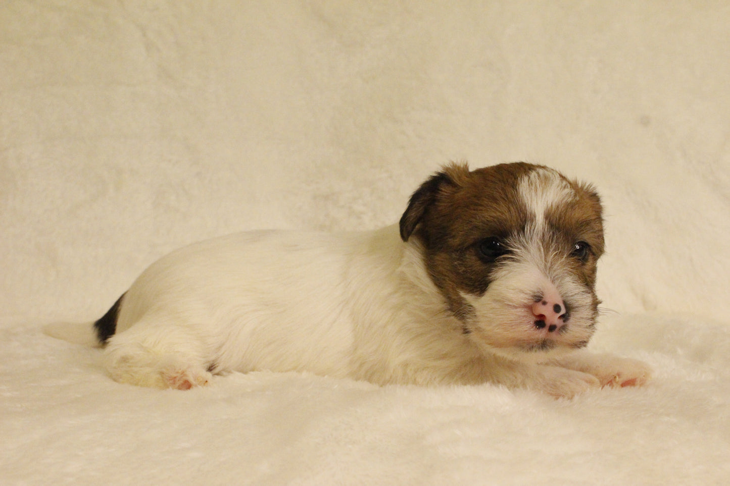 ミルベビー⑤ 女の子