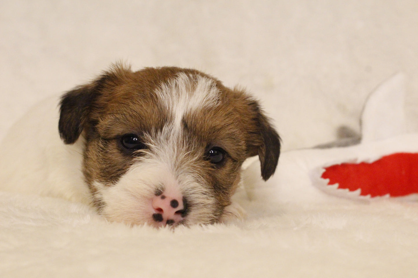 ミルベビー⑤ 女の子