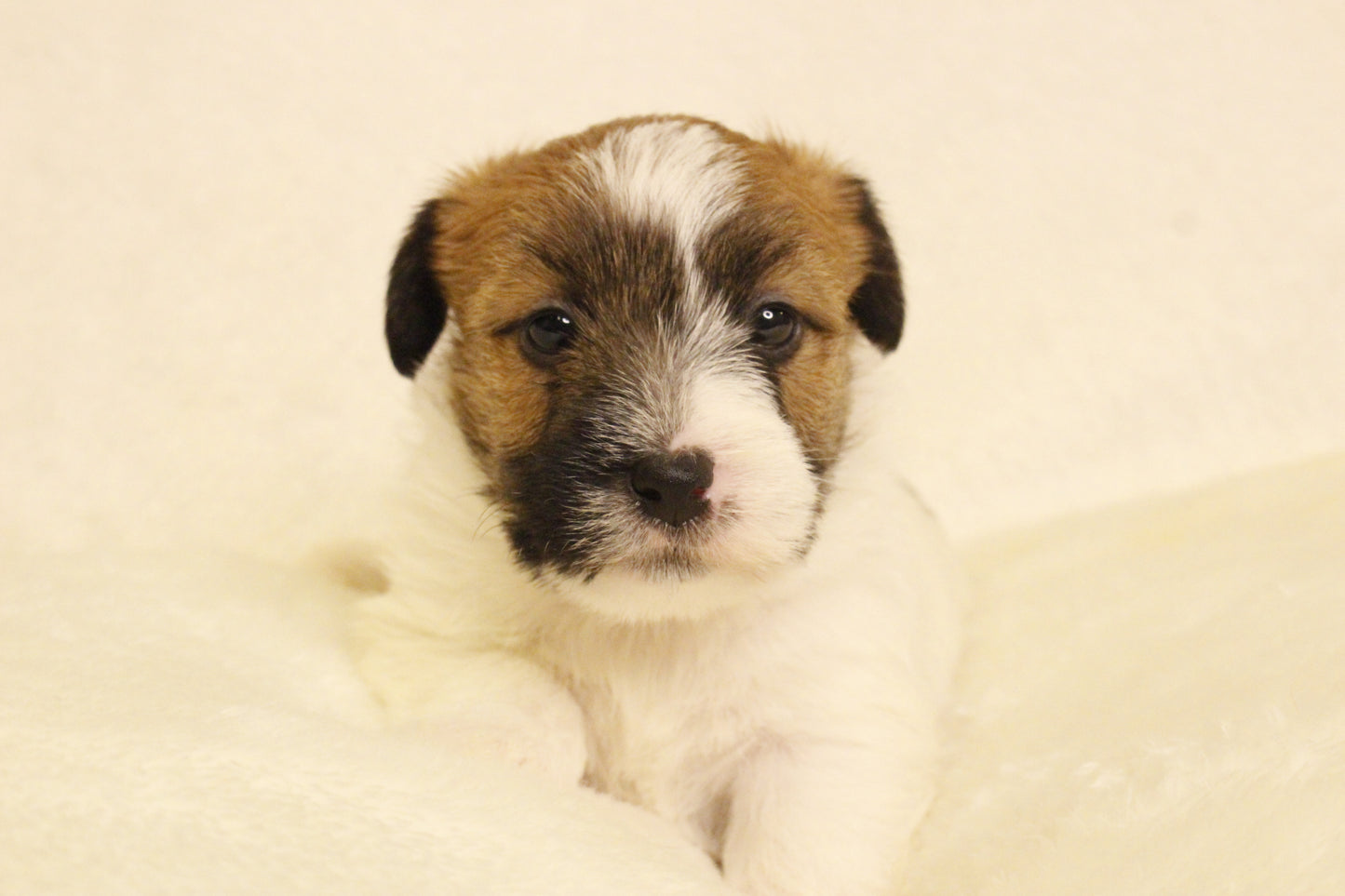 ミルベビー② 男の子