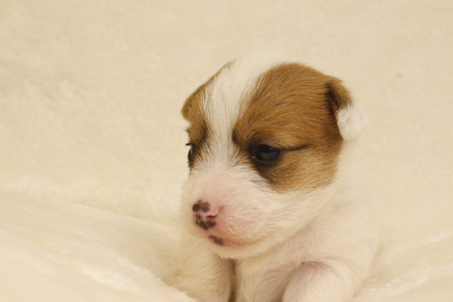 ブランベビー③ 女の子