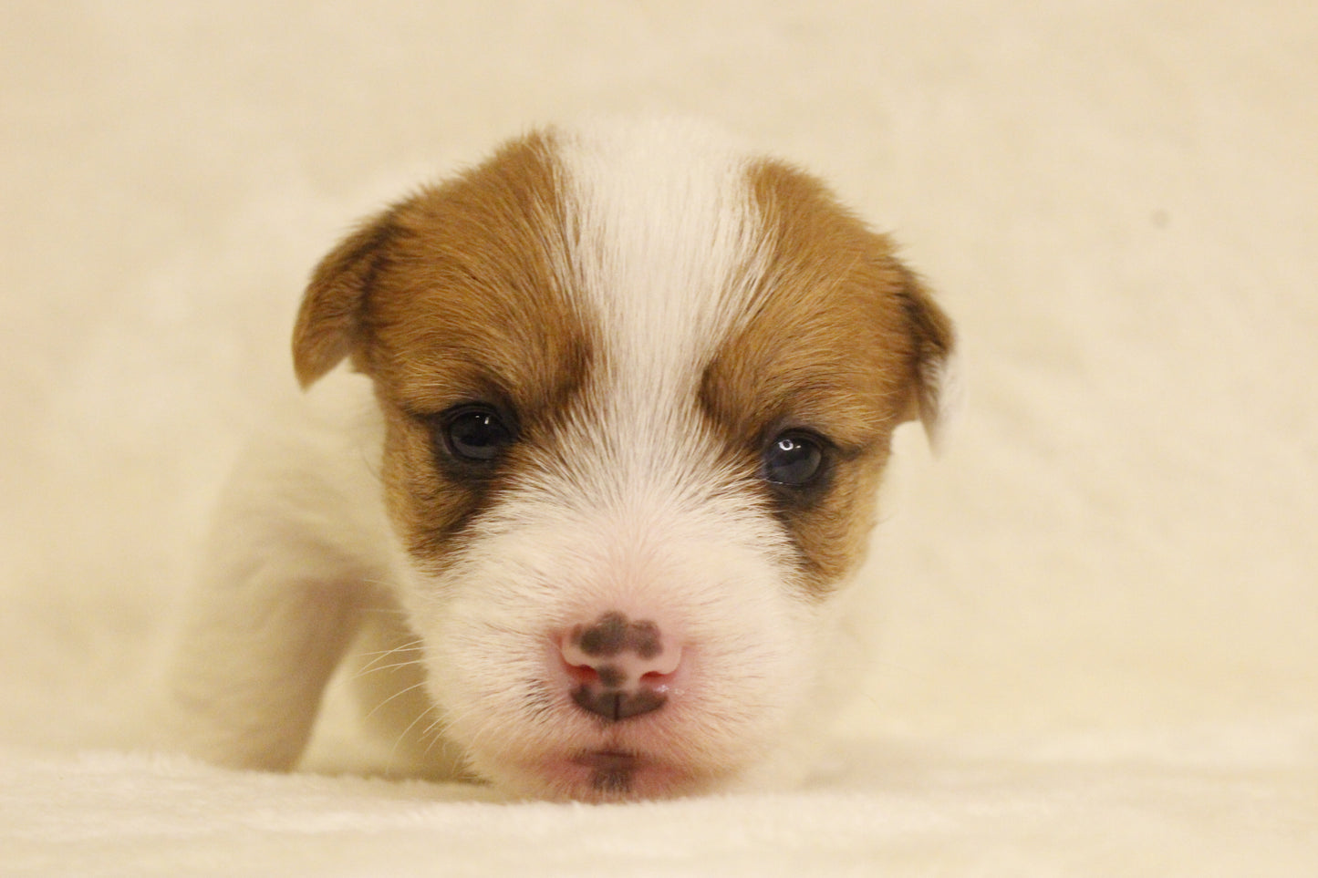 ブランベビー③ 女の子