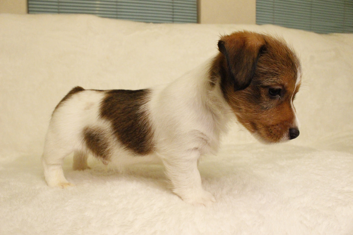 ブランベビー④ 男の子