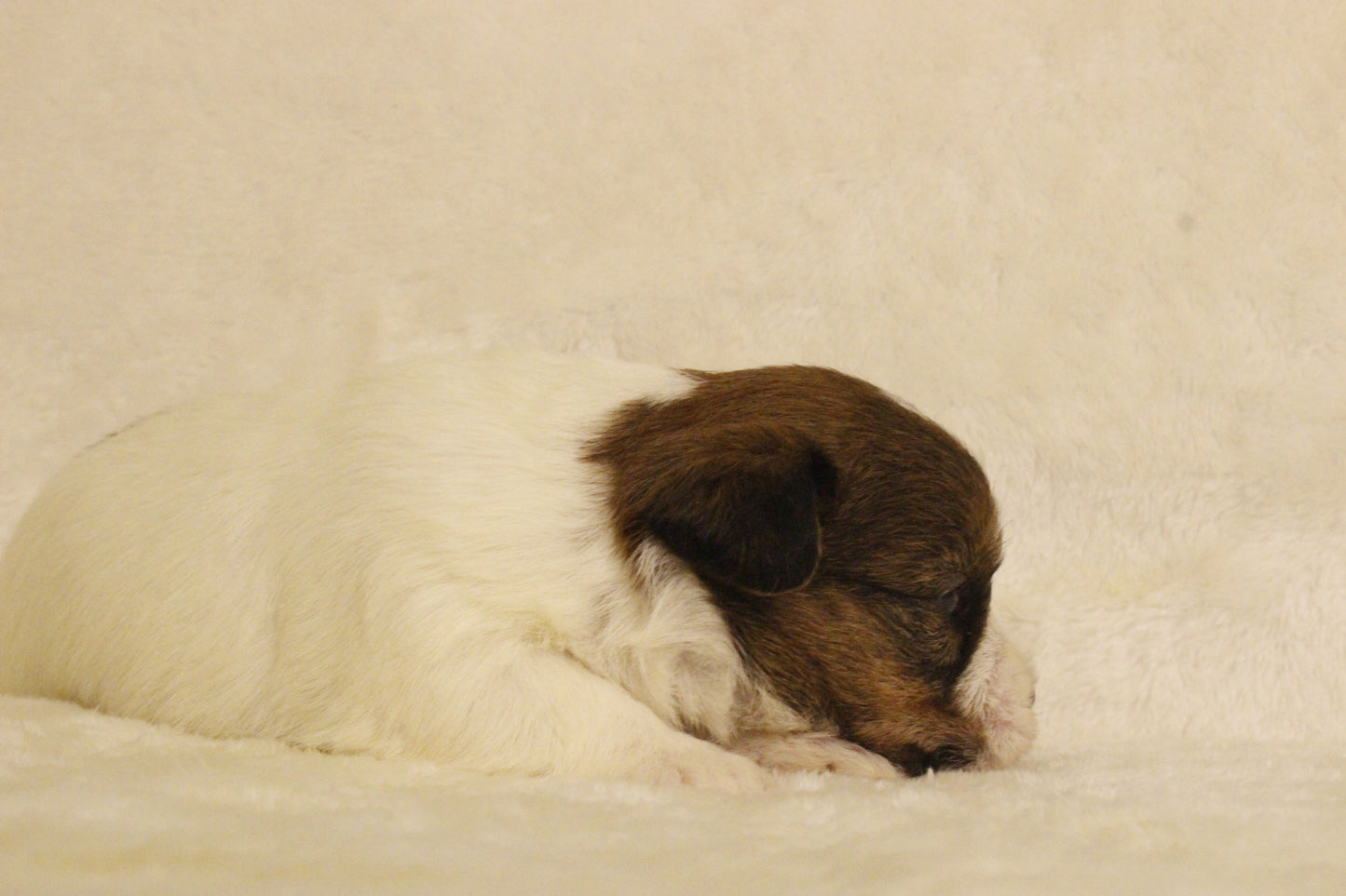 ミルベビー③ 女の子