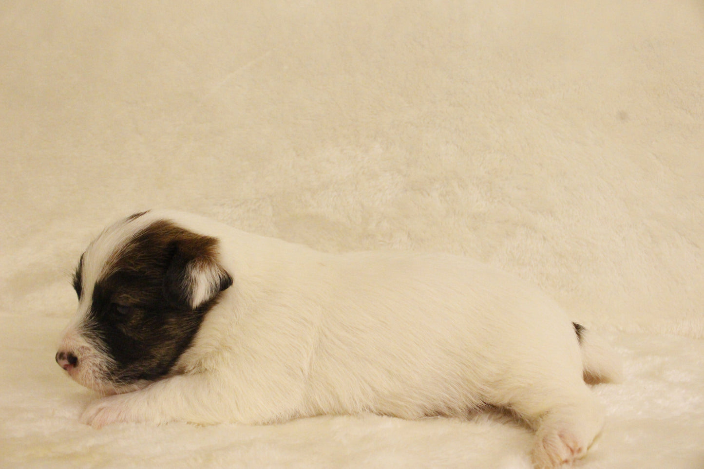 ブランベビー⑤ 女の子