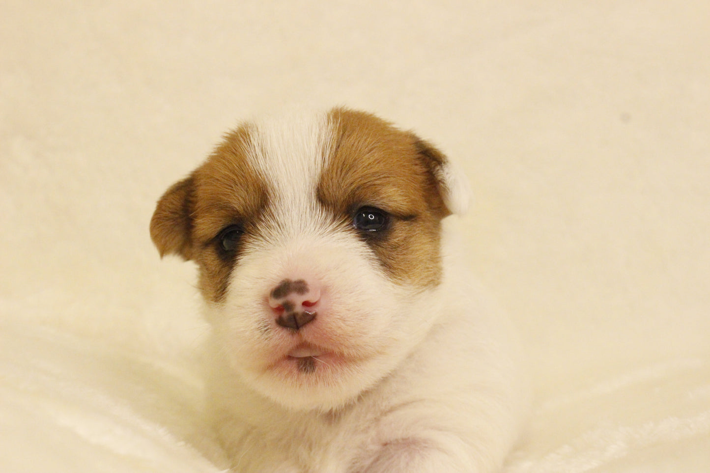 ブランベビー③ 女の子