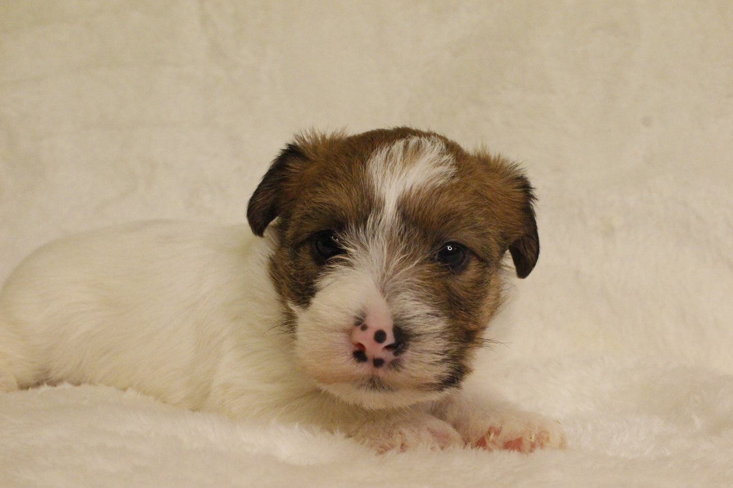 ミルベビー⑤ 女の子