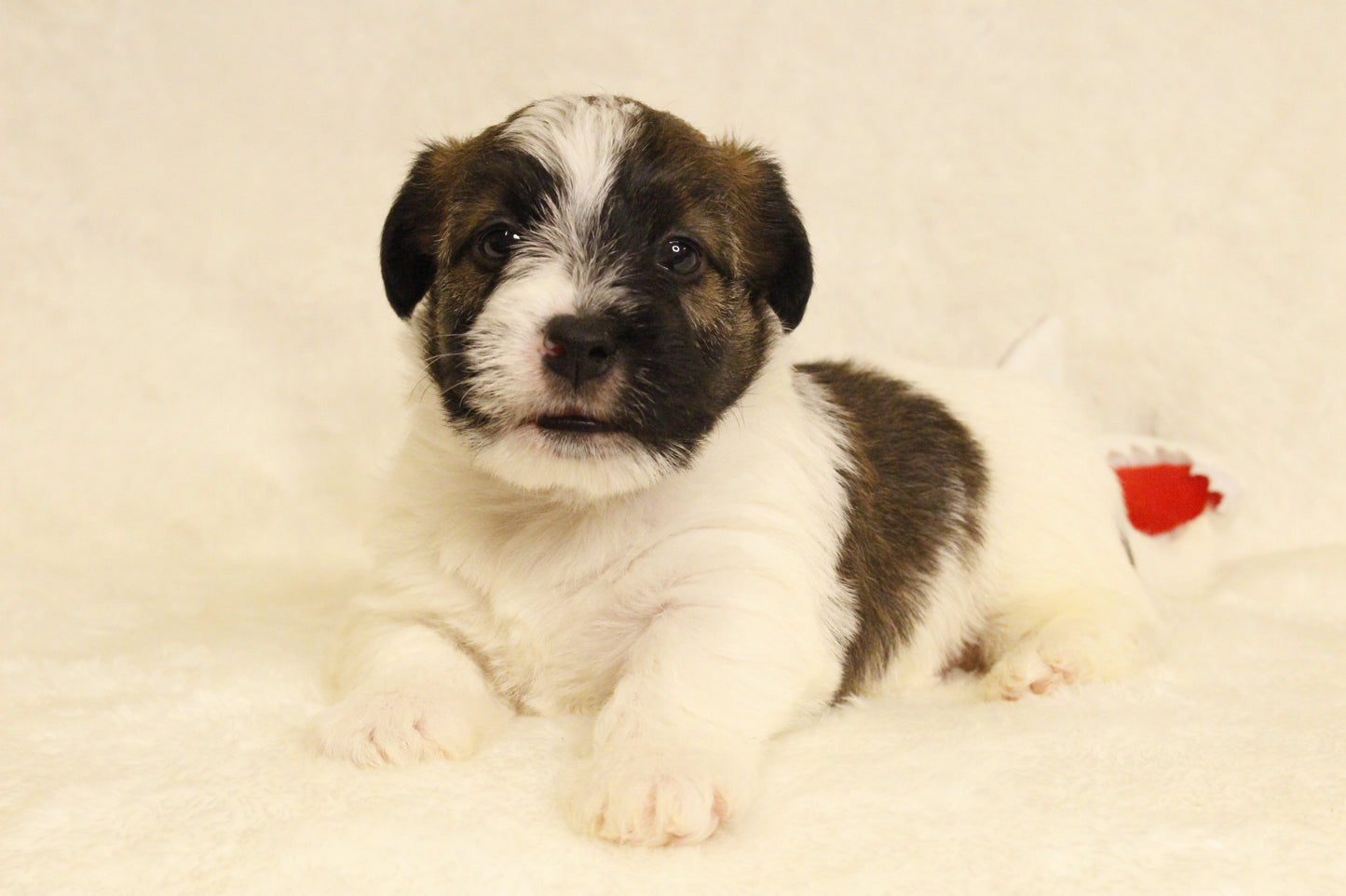 ミルベビー④ 男の子